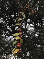 Smilax tomentosa