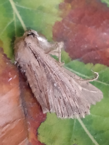 Devonshire Wainscot