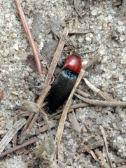 Ampedus rubricollis