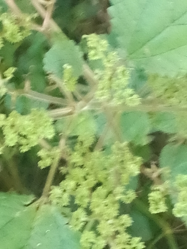 West Indian woodnettle