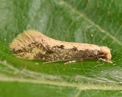 Tinea mandarinella