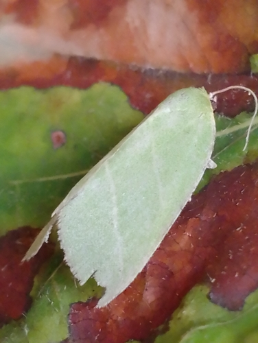 Scarce Silver-lines