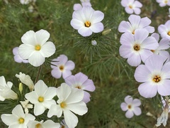 Leptosiphon grandiflorus