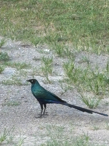 Long-tailed Glossy Starling