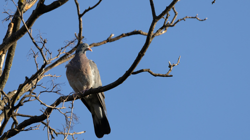 Common Wood-Pigeon