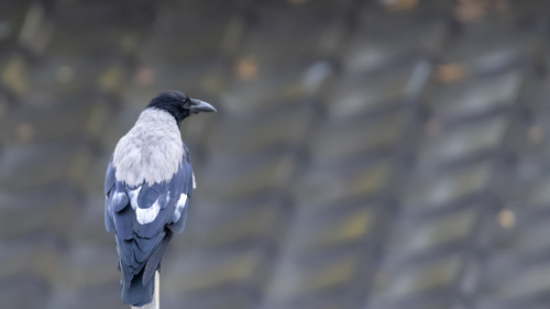 Hooded Crow