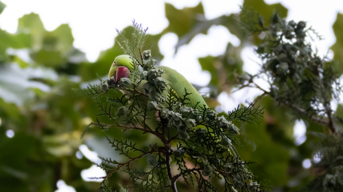 Rose-ringed Parakeet