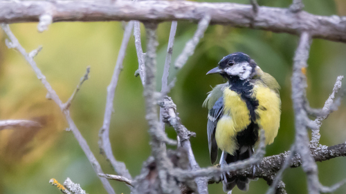 Great Tit