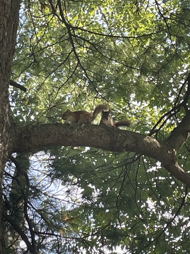 American Red Squirrel