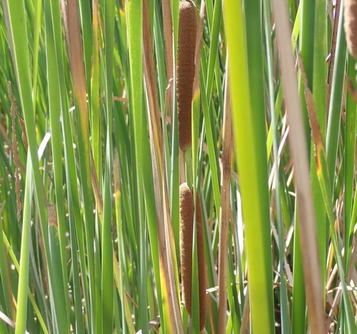 Typha domingensis, photograph 4