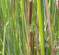 (c) nmoorhatch, some rights reserved (CC BY) Typha domingensis, photograph (c) nmoorhatch, some rights reserved (CC BY)
