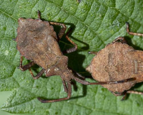 Dock Bug