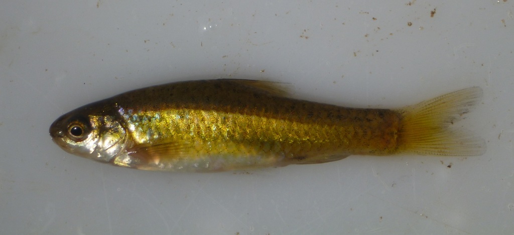 Goldie barb (Enteromius pallidus) — Cyprinidae