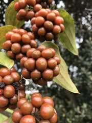 Smilax tomentosa