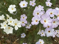 Leptosiphon grandiflorus