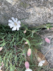 Silene uniflora
