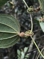 Smilax tomentosa