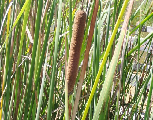 Typha domingensis, photograph 2