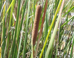 (c) nmoorhatch, some rights reserved (CC BY) Typha domingensis, photograph (c) nmoorhatch, some rights reserved (CC BY)