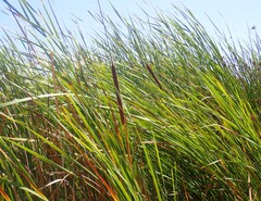 (c) nmoorhatch, some rights reserved (CC BY) Typha domingensis, photograph (c) nmoorhatch, some rights reserved (CC BY)