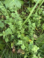 author not stated, no rights reserved Cruciata glabra, photograph author not stated, no rights reserved