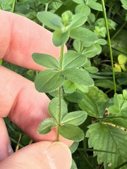author not stated, no rights reserved Cruciata glabra, photograph author not stated, no rights reserved