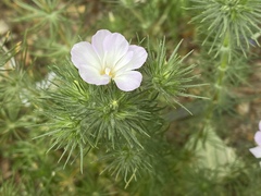 Leptosiphon grandiflorus
