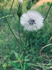 Hypochaeris chillensis