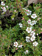 Cotoneaster integrifolius