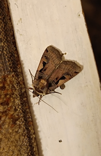 Setaceous Hebrew Character