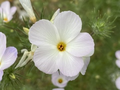 Leptosiphon grandiflorus