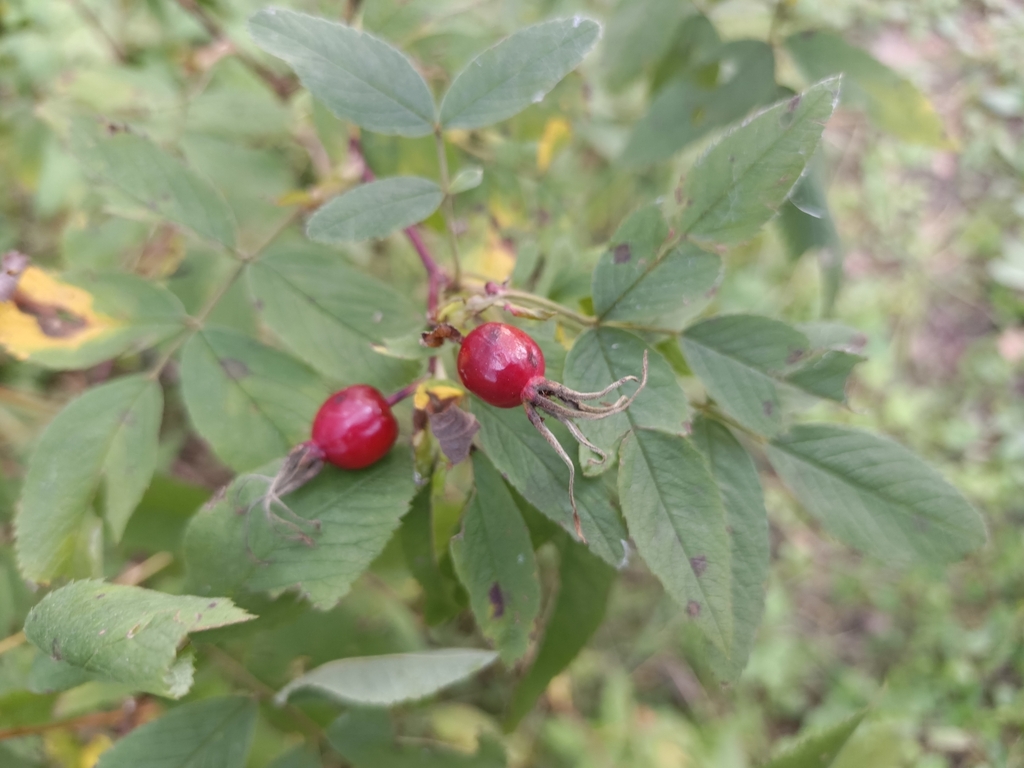 Rosa cinnamomea; photograph (c) Евгений Маринкин, some rights reserved (CC BY)