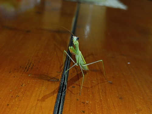 European Mantis
