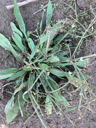 Alisma gramineum