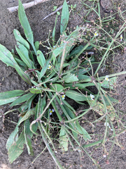 Alisma gramineum