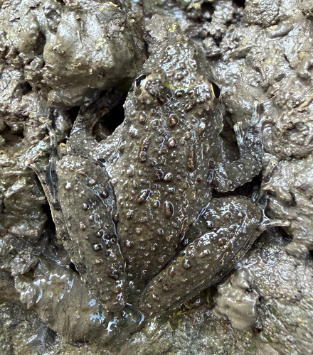 Blanchard's Cricket Frog