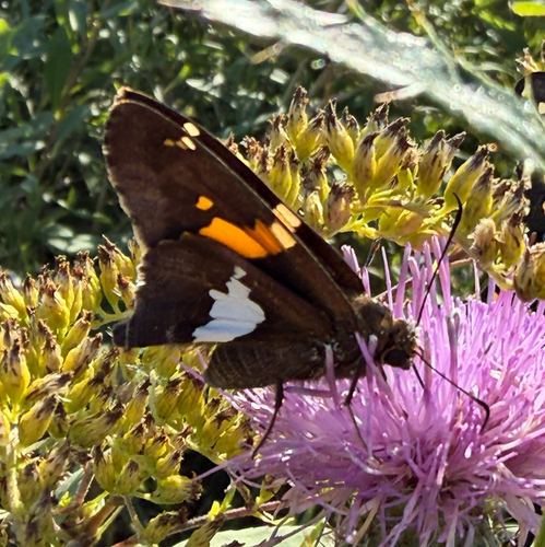 Silver-spotted Skipper