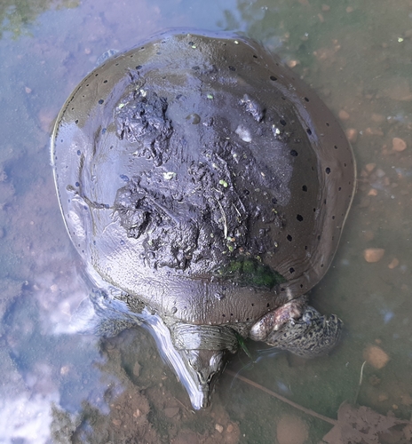 Spiny Softshell