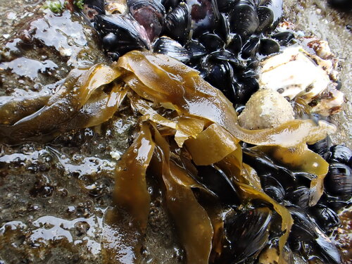 Petalonia binghamiae observed 2026-08-23