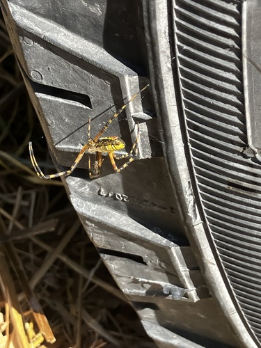 Banded Garden Spider