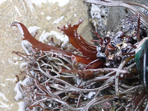 Pachymenia observed 2026-08-23