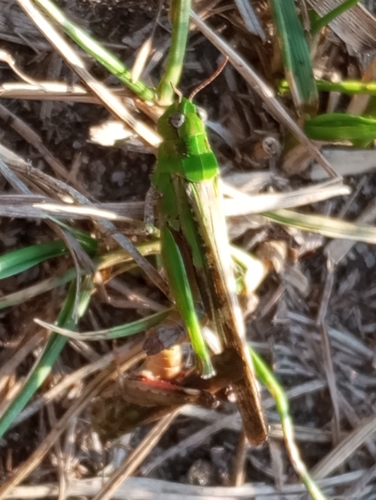 Slender Green-winged Grasshopper