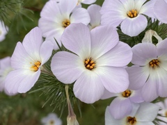 Leptosiphon grandiflorus