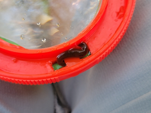 Erpobdella punctata
