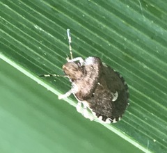 Dyroderes umbraculatus