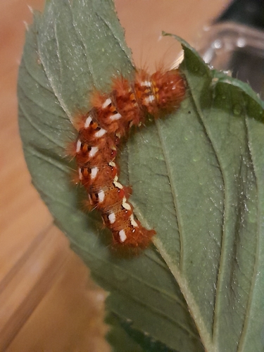 Knot Grass Moth