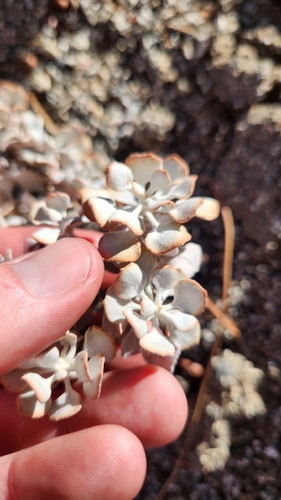 Eriogonum saxatile