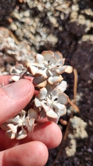 Eriogonum saxatile