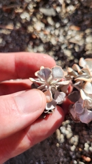 Eriogonum saxatile, photograph author not stated, no rights reserved