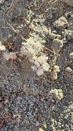 Eriogonum saxatile, photograph 3